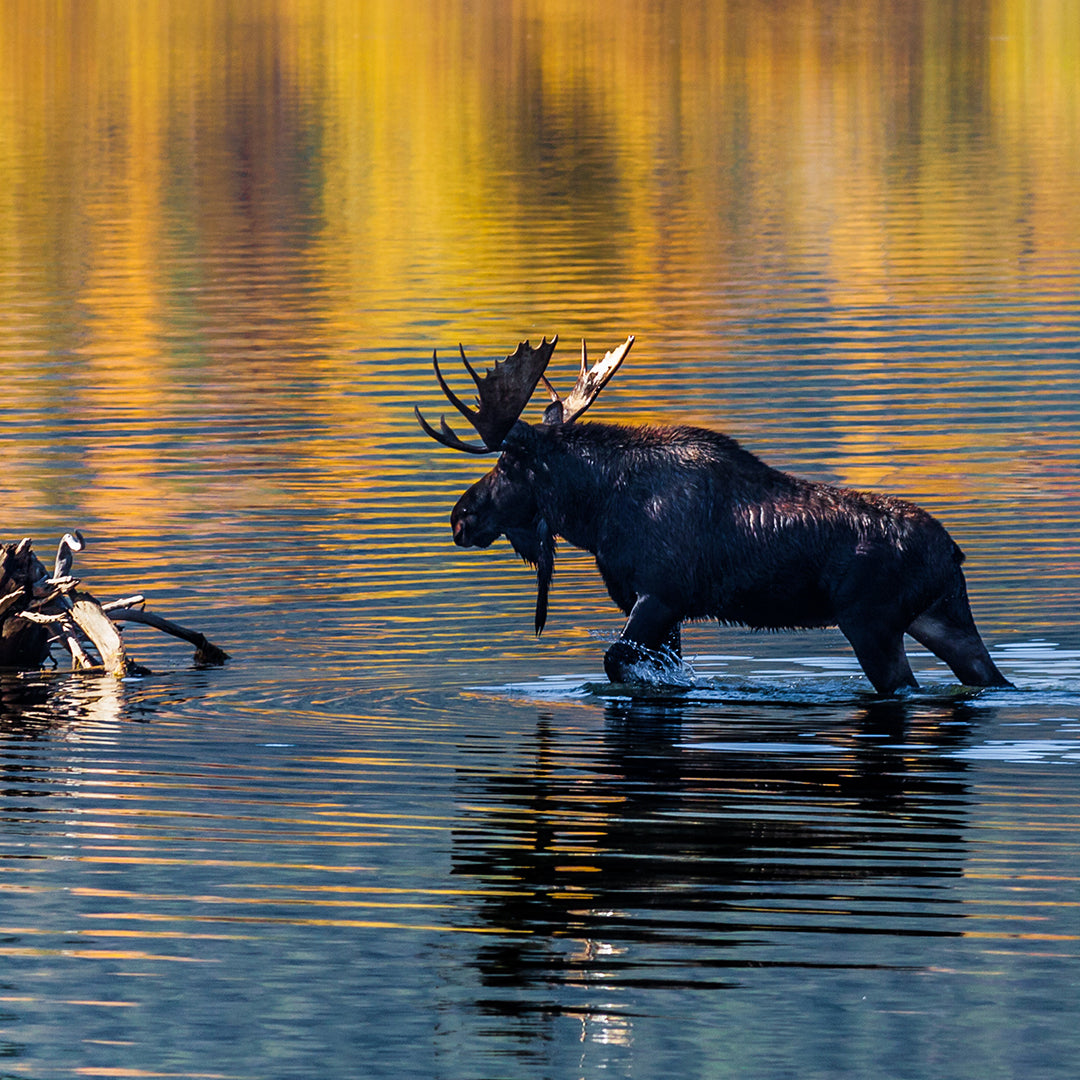 TETON RIVER | SCENIC FLOAT TRIP