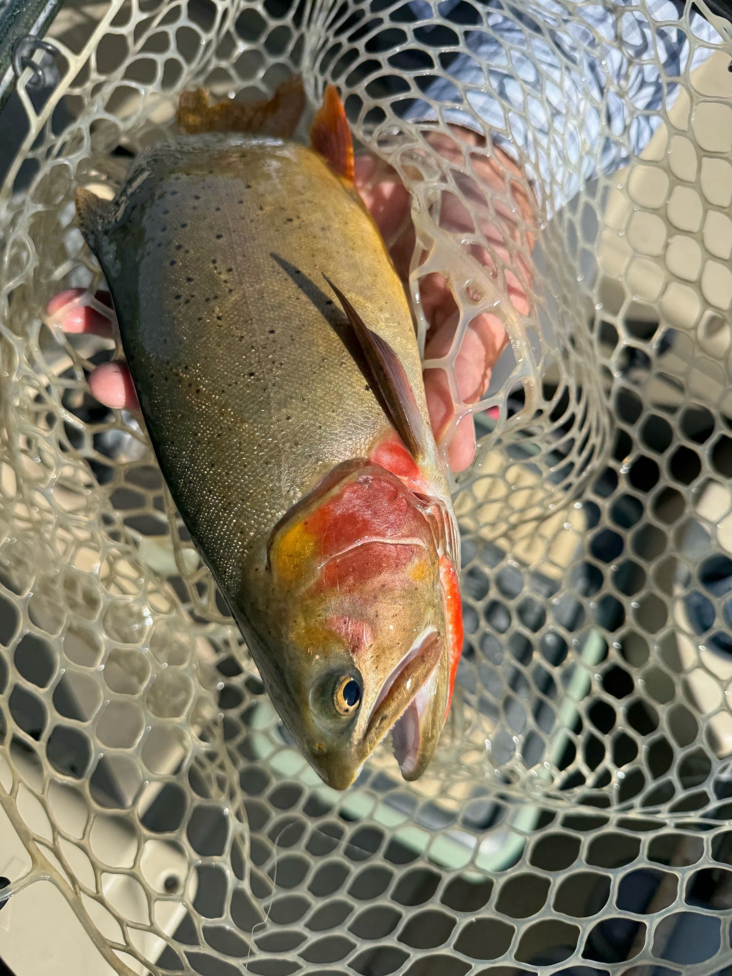 TETON RIVER | FULL DAY GUIDED DRIFT BOAT TRIP